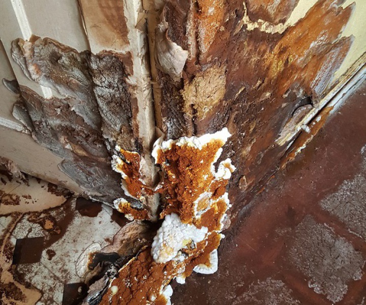 Wet & Dry Rot Treatments in Derbyshire
