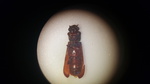 Powder Post Beetle - Woodworm